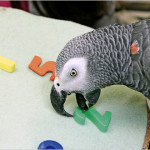 Jak nauczyć papugę mówić?